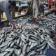Ekspor Ikan Jateng Naik 66,7% dari Tahun Lalu
